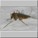 Culex cf pipiens - Gemeine Stechmuecke w01 5mm.jpg